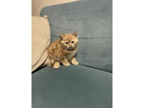 40 Günlük British Shorthair Bebişlerimiz Yeni Yuvalarını Arıyor