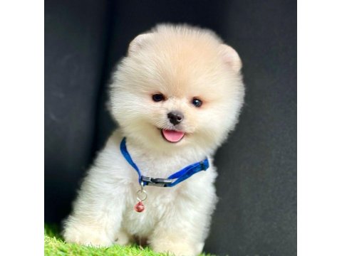 Safkan Pomeranian Boo Yavru Köpekler