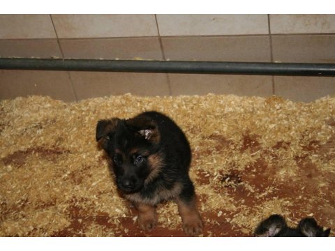 Alman Çoban Köpeği Yavruları