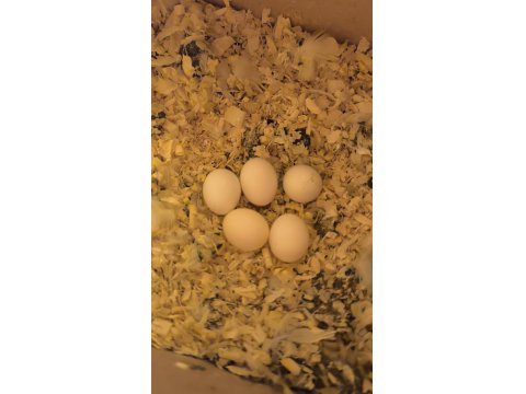 Sağlıklı Çift Muhabbet Kuşu Yumurtalı