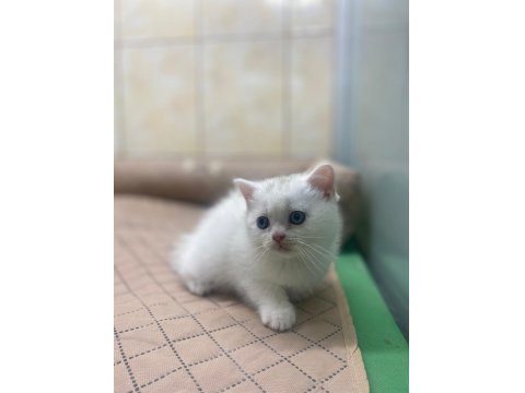 K9 Avrupa Çiftliğinden Irk Ve Sağlık Garantili British Ve Scottish Yavruları