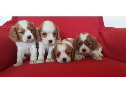 Safkan Cavalier King Charles Bebekler