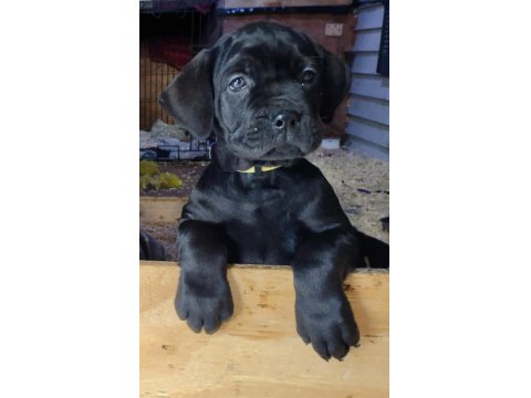 Sağlık Ve Irk Garantili Cane Corso