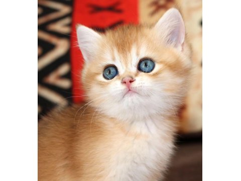 Efsanevi Güzellikte Golden British Shorthair