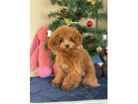 Mini Teddy Poodle