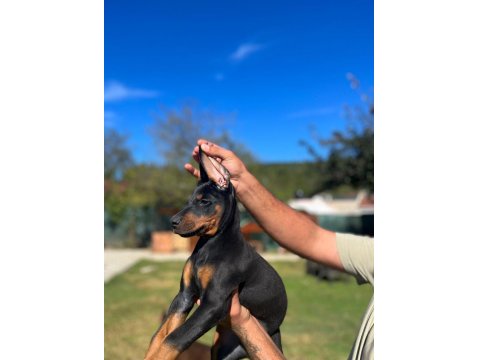 King Doberman Bebekler