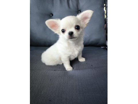 Beyaz Uzun Tüylü Erek Chihuahua Yavrusu