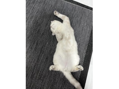 Eşyalarıyla Birlikte Ücretsiz Kedimiz Herşeyi Tamdır