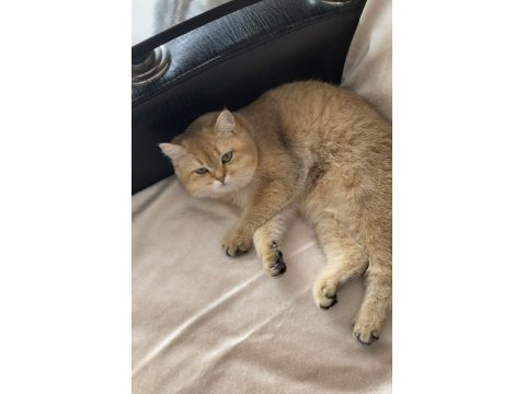 British Shorthair Prenses Manolya