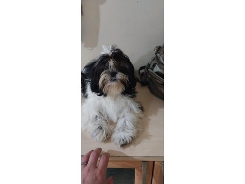Yavru Shih Tzu
