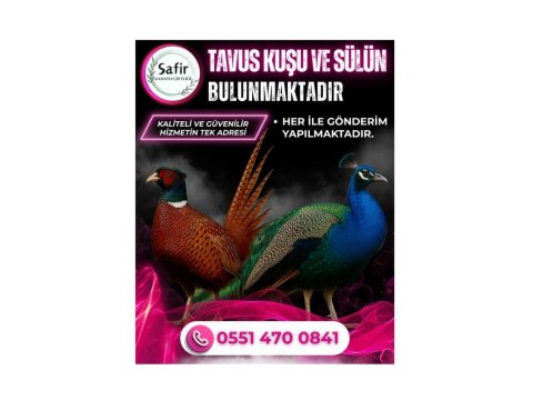 Tavus Kuşu Ve Sülün