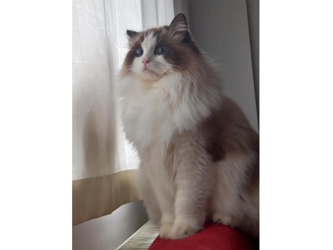 Ragdolltown - Kedi Kasabası