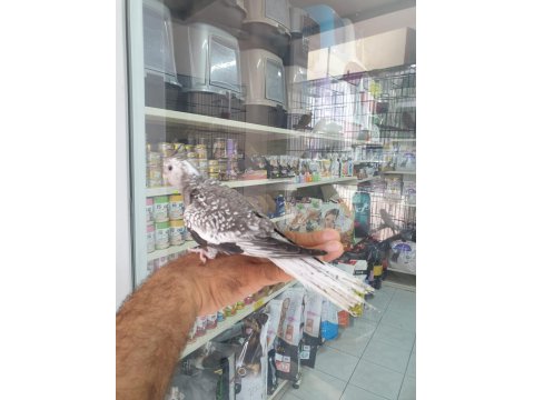 Wifi Pied Sultan Papağanı Tahminen Erkek