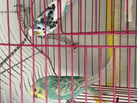 Muhabbet Kuşları Takım