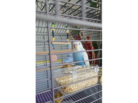 Konuşturmak İçin Tam Zamanı Muhabbet Kuşu