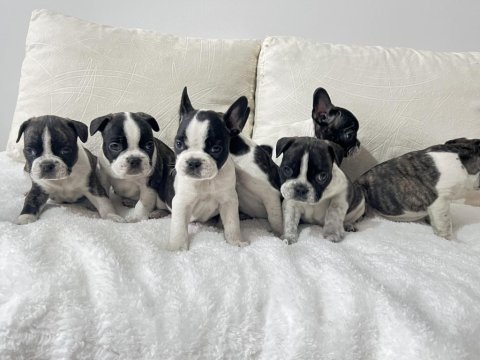 Üst Düzey Kalite Renkli Gözlü French Bulldog Yavrularım