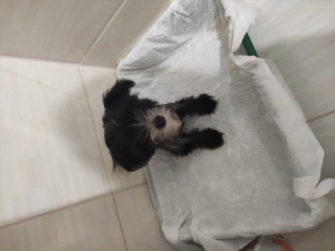 Tüysüz Çin Köpeği Chinese Crested