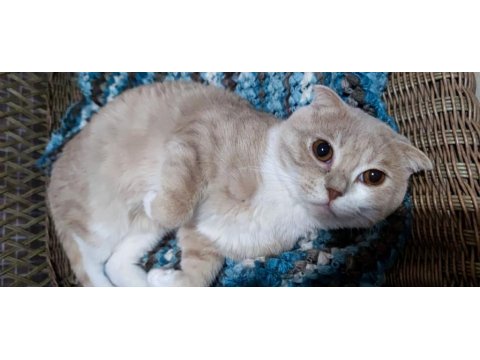 Kedimiz Fındık Sahibini Arıyor