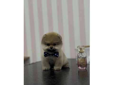 3 Aylık Pomeranian