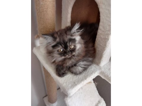 Orjinal Ev İran Kedisi