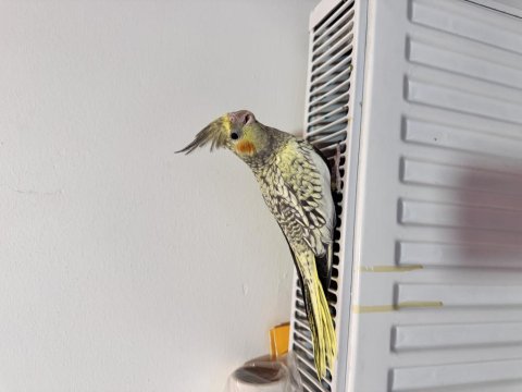 Sultan Papağanımız Sahiplendirilecek