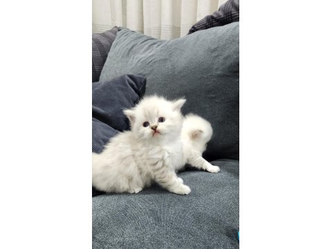 Scottish Straight Ve Fold Yavrular