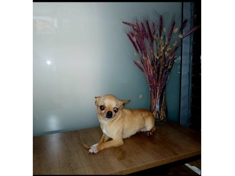 2 Yaşında Sarı Prenses Şivavamız