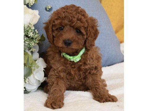 Irk Ve Sağlık Garantili Poodle Bebekler