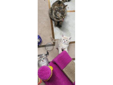 2 Aylık British Shorthair Yavrularımız