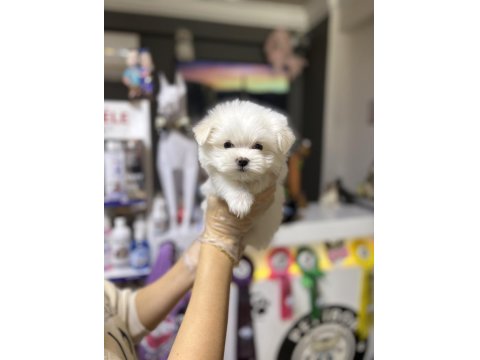 Orjinal Maltese Bebiş Köpekler
