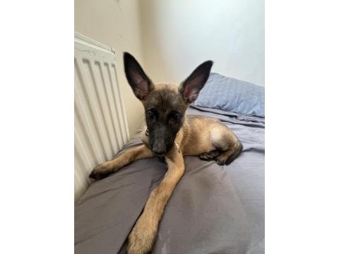 2 Aylık Safkan Dişi Belçika Kurdu Yavrumuz