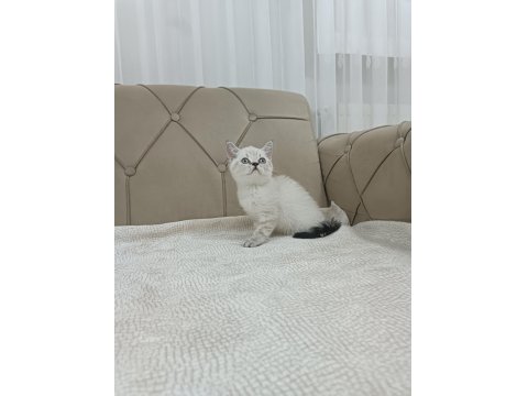 British Shorthair Lynx Point