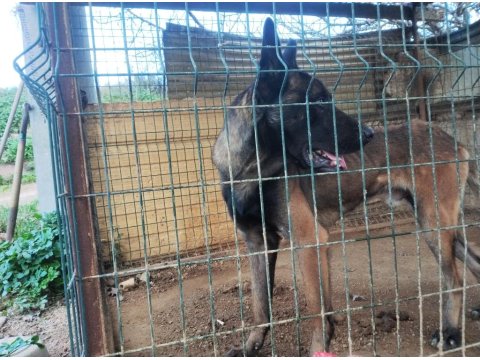 Kişi Ve Alan Koruma İçin Belçika Kurdu