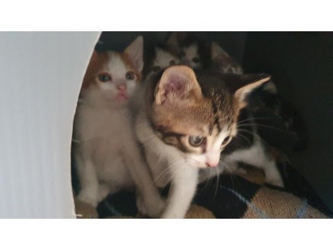 Van Kedisi Kırması 5 Tane Yavru Kedimiz