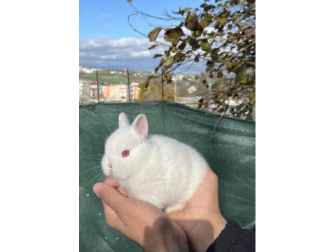 Orijinal Safkan Cüce Tavşanlar