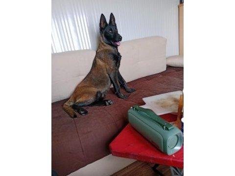 14 Şubat Doğumlu Kaliteli Belçika Kurdu Yavrular