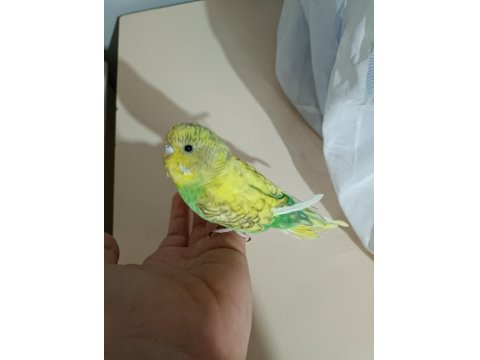 5 Aylık Dişi Muhabbet Kuşu (Açıklamayı Okuyun)