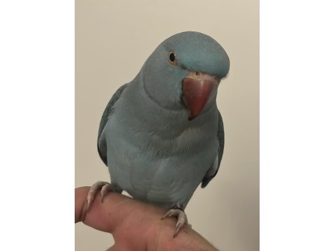 El Besleme Mavi Mutasyon Pakistan Papağanı