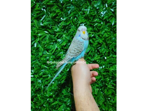 Ele Gelen Akıllı Uysal Muhabbet Kuşları