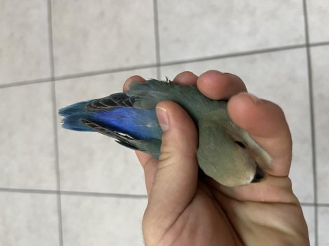 Yeni Yeme Düşmüş Isırma Bilmeyen Sevda Papağanları