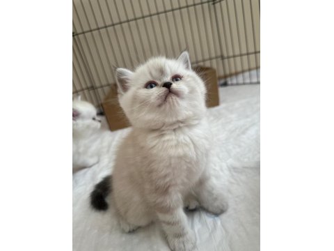 British Longhair-Shorthair Ve Scottish Fold Yavrular