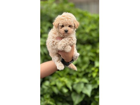 Mini Boy Aşılı Poodle Bebekler