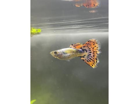 3 Yetişkin 16 Yavru Lepistes