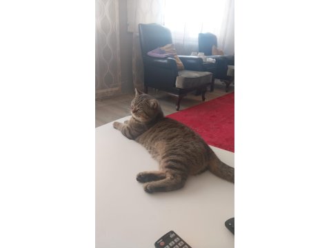 Trabzon İçi Sahiplendirilecek Kedimiz Paşa