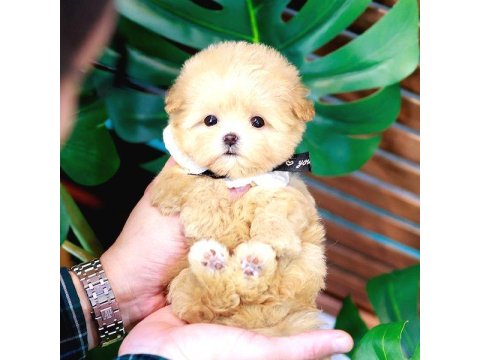 Toy Poodle Birbirinden Güzel Köpekler