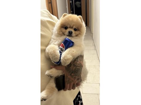 Pomeranian Boo Pasaport Ve Eğitimli Satılık