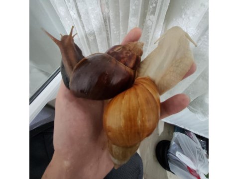 Dev Afrika Salyangozu (Kargo İmkanı)