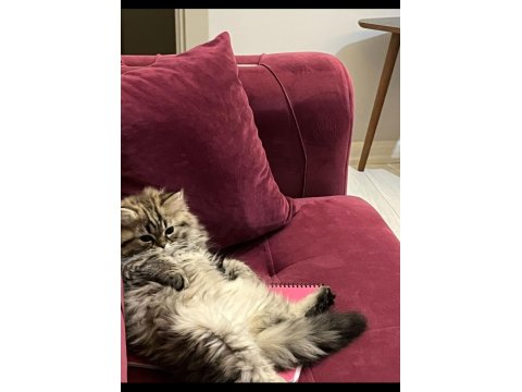 Çiko Yavru Kedimizyeni Sahiplerini Bekliyor