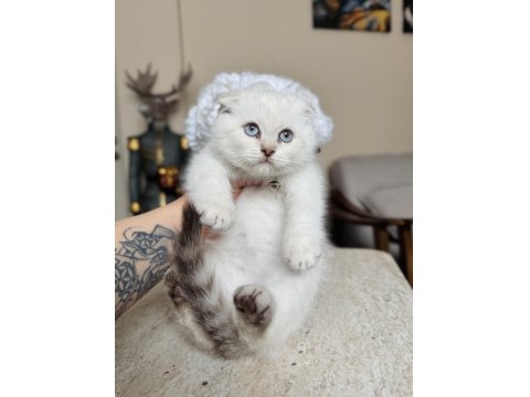 Scottish Fold Silver Point