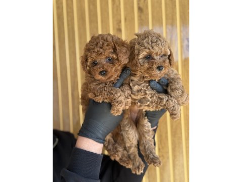 Toy Poodle Yavrularımız